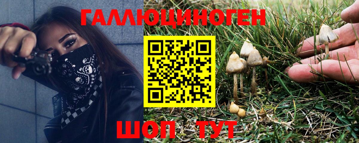 Галлюциногенные грибы Psilocybine cubensis Курчалой