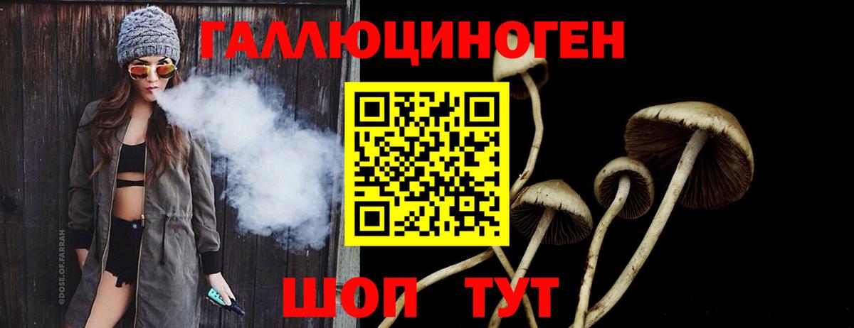 Галлюциногенные грибы Psilocybe Курчалой